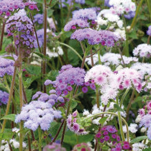 Ageratum Timeless Mix