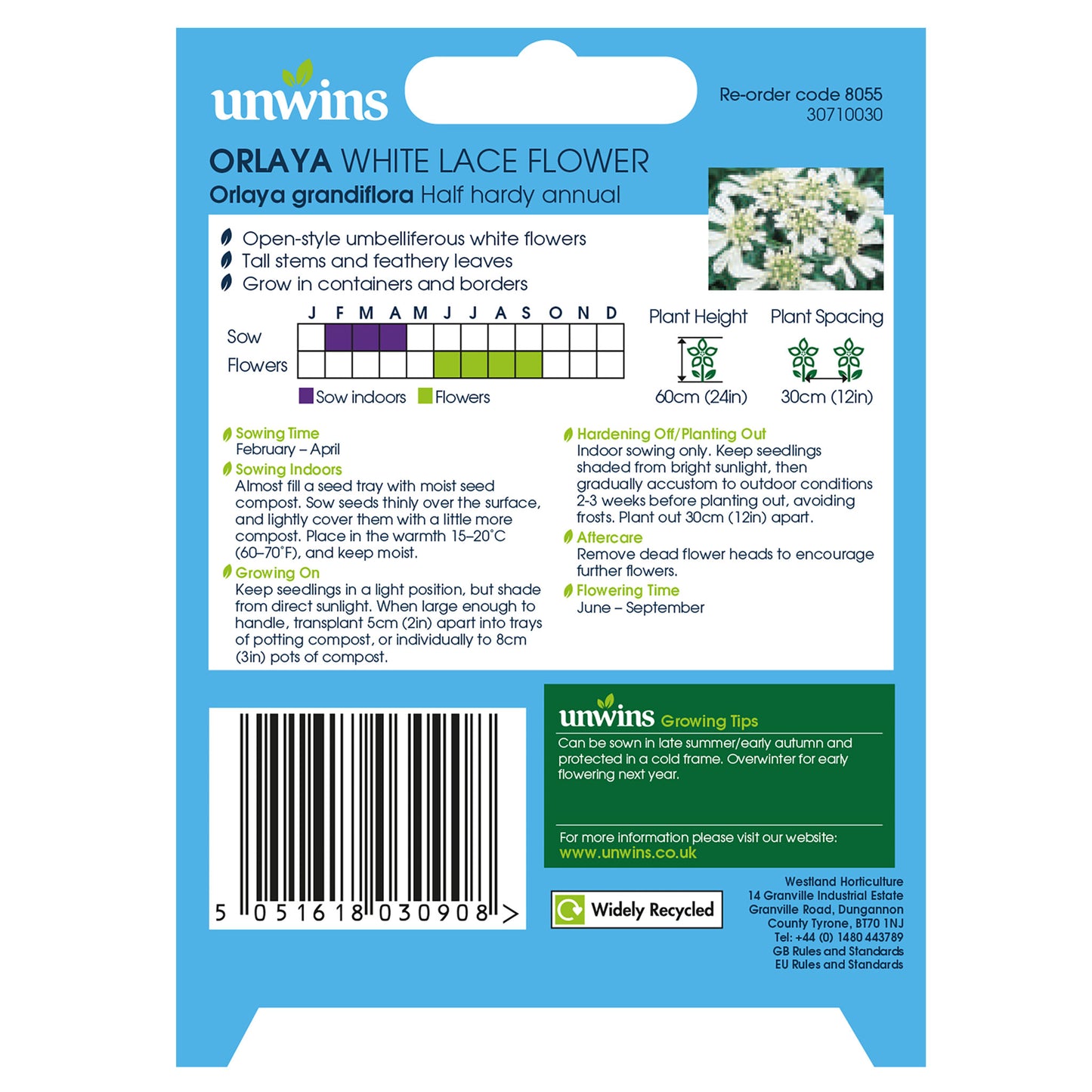 Orlaya White Lace Flower