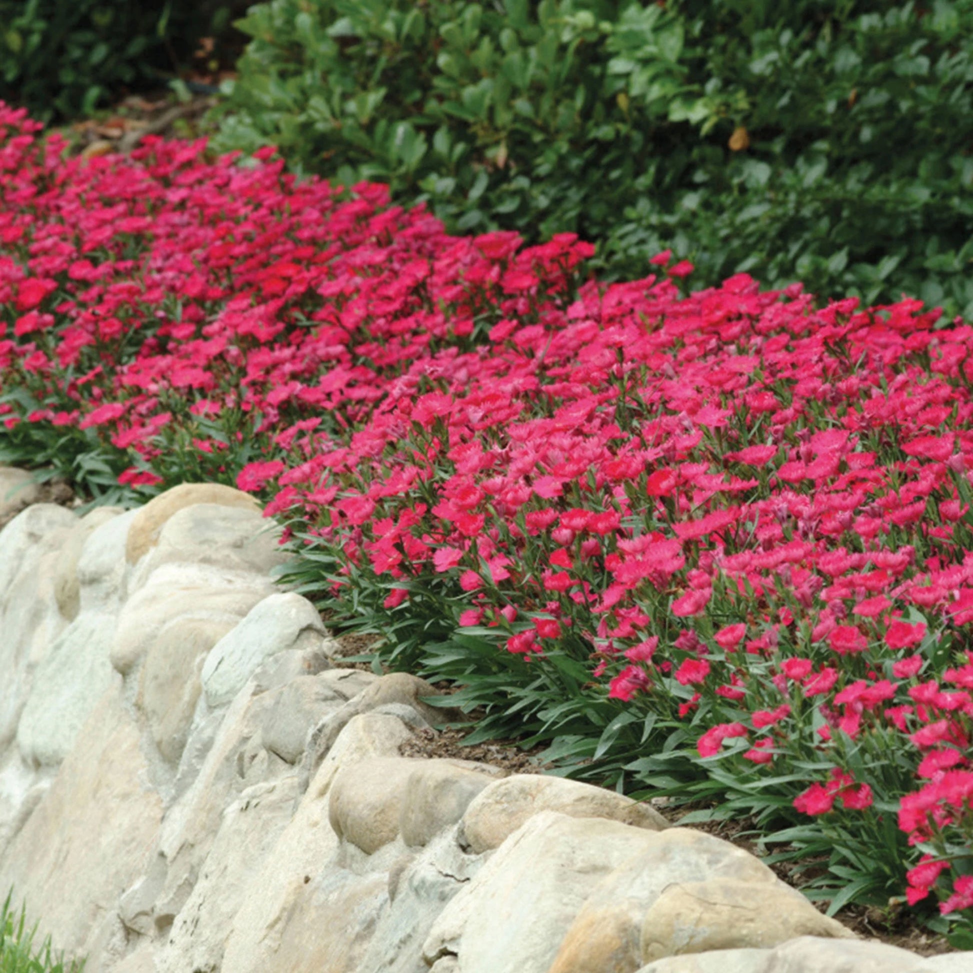 Dianthus Ideal Select Rose