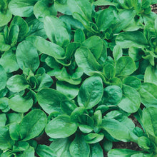Salad Leaf Lamb's Elan