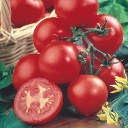 Tomato (Salad) Shirley F1