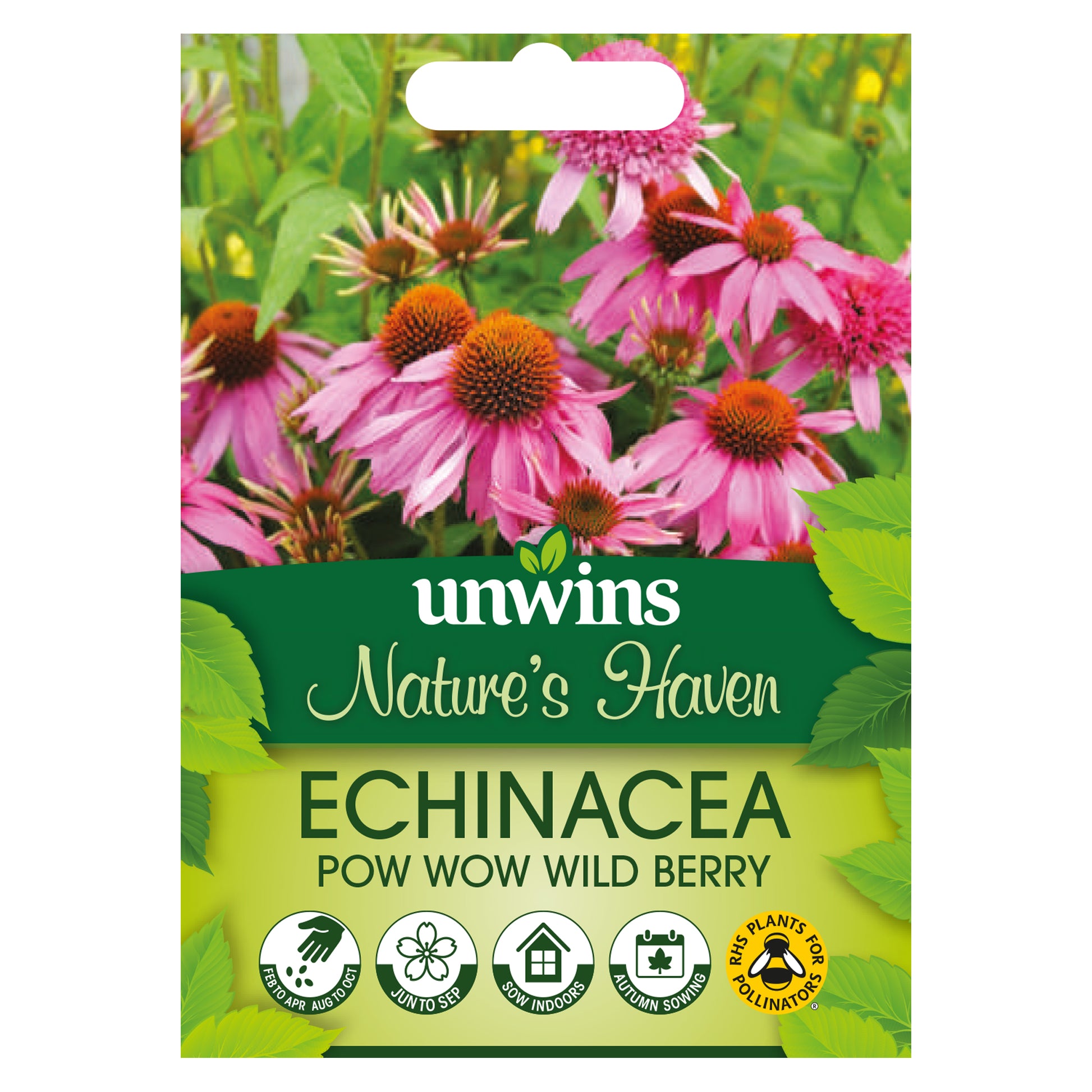 NH Echinacea Pow Wow Wild Berry