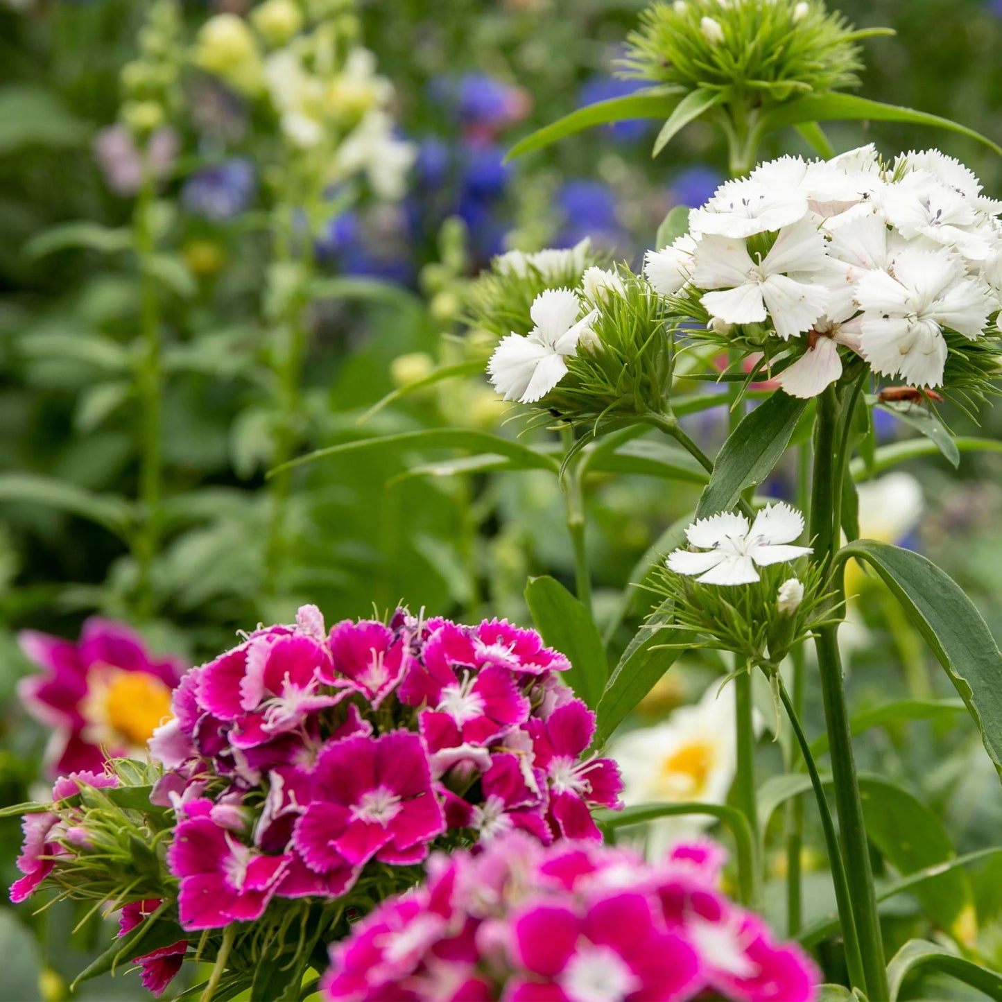 Sweet William Early Summer Scented