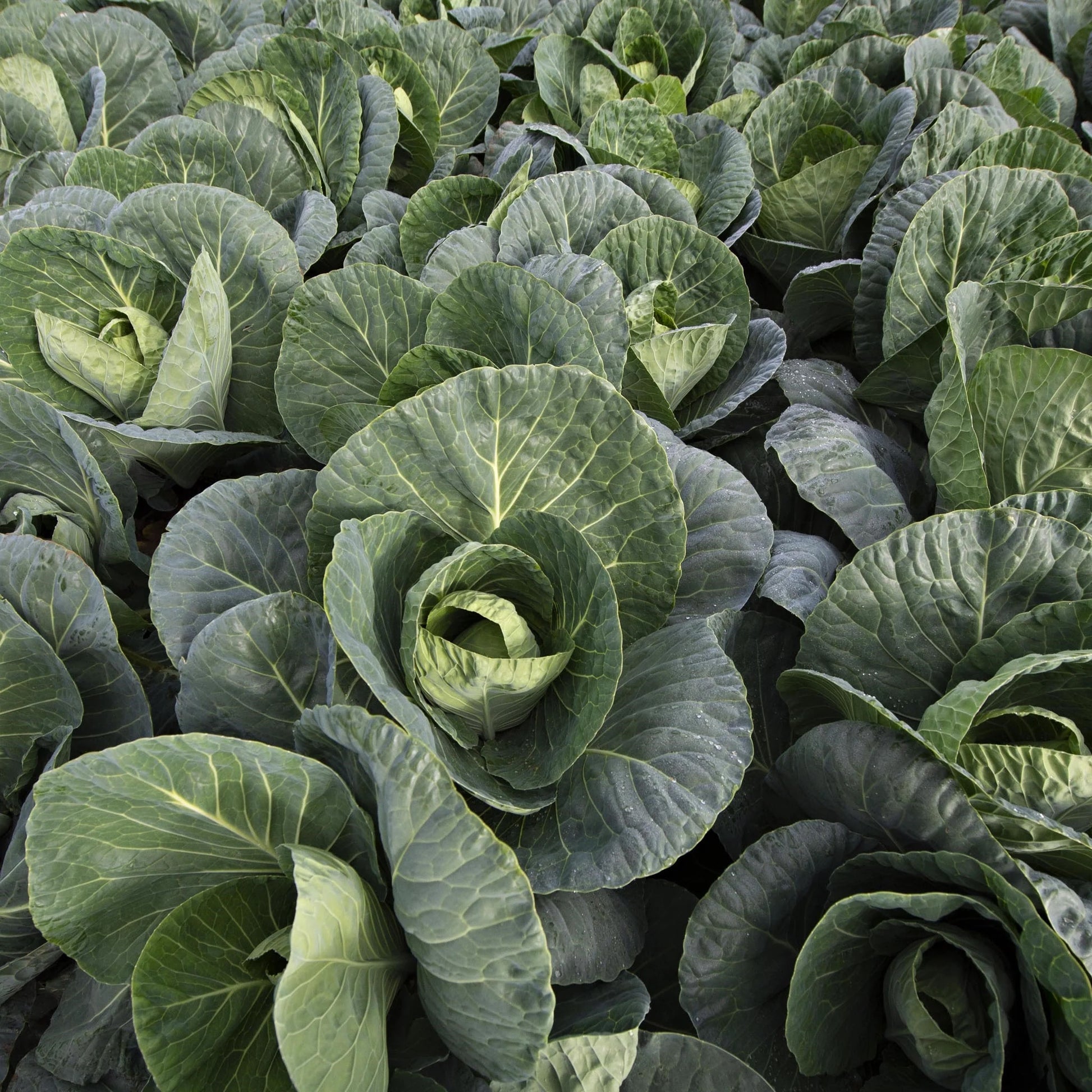 Cabbage (Spring Greens) Verve F1