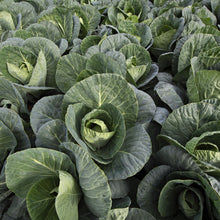 Cabbage (Spring Greens) Verve F1