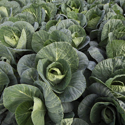 Cabbage (Spring Greens) Verve F1