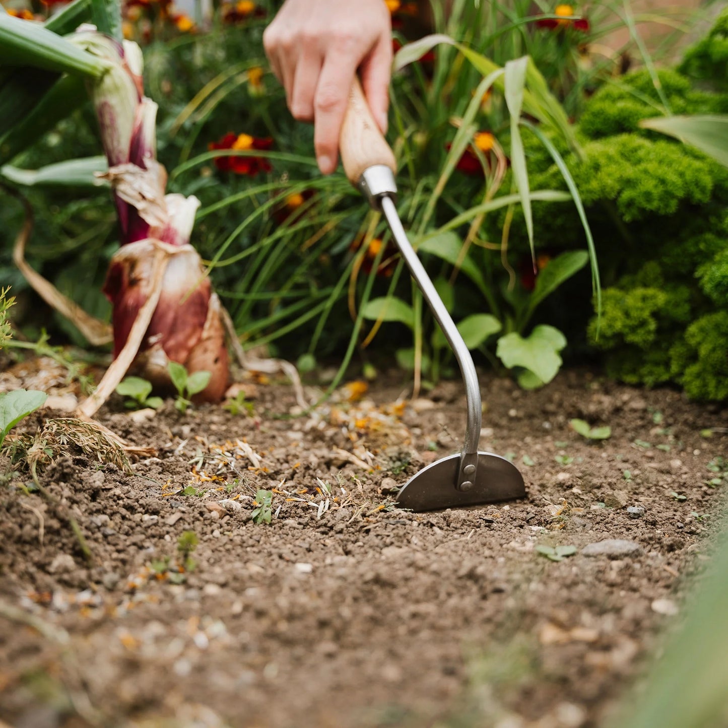 Kent & Stowe Stainless Steel Hand Onion Hoe