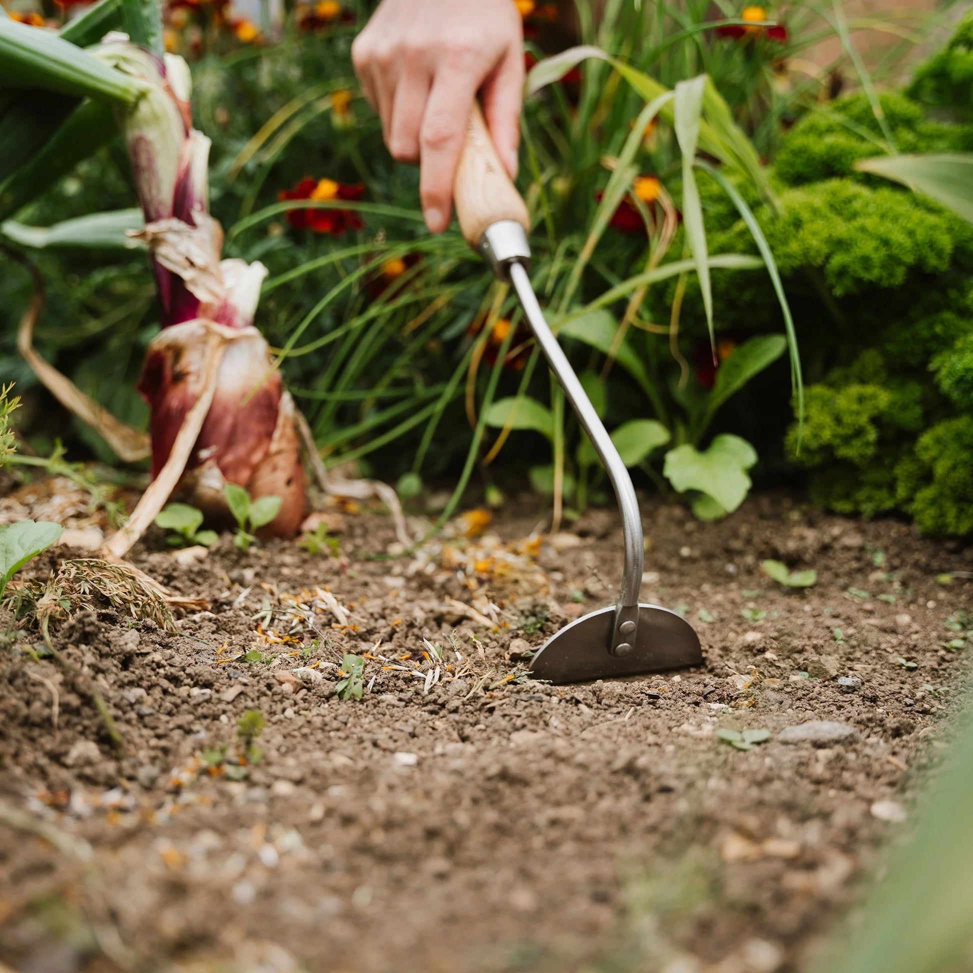 Kent & Stowe Stainless Steel Hand Onion Hoe