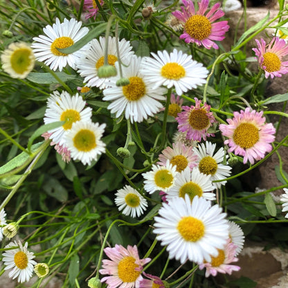 Erigeron Profusion