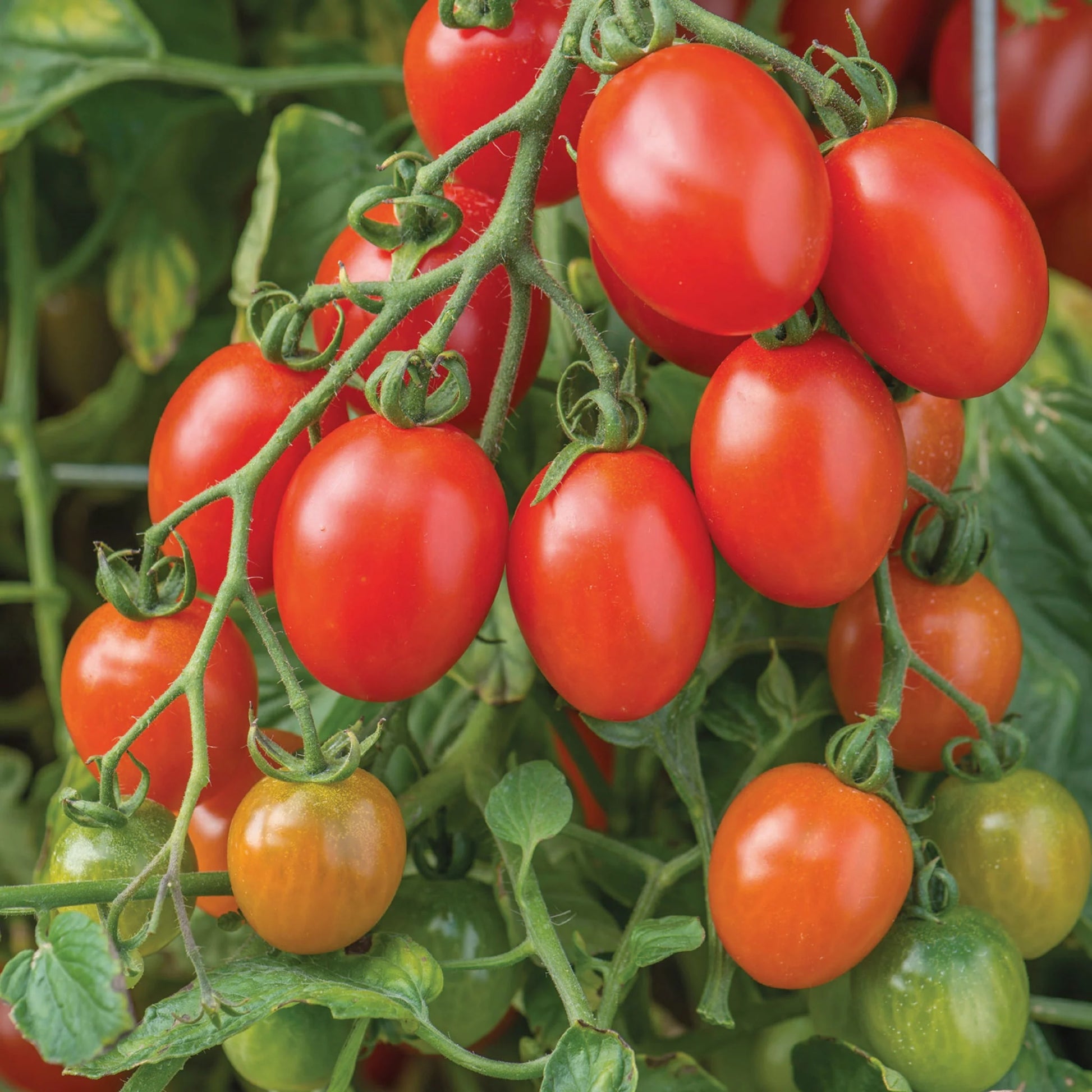 Tomato (Cherry Plum) Montello F1