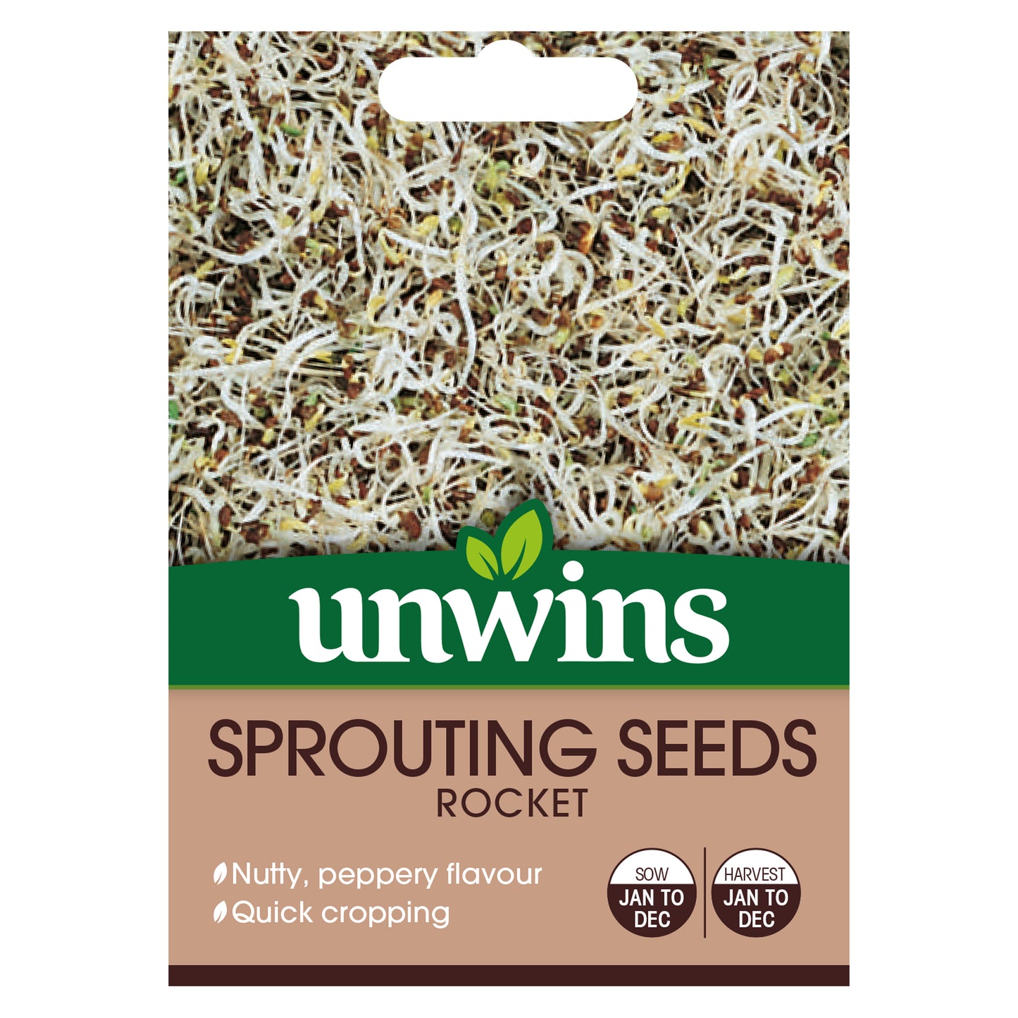 Sprouting Seeds Rocket