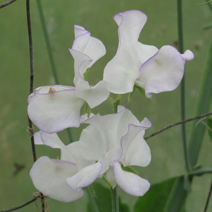 Sweet Pea Albutt Blue