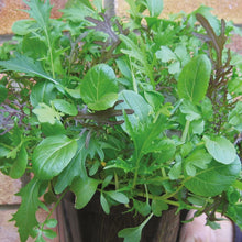 Salad Leaf Oriental Mix