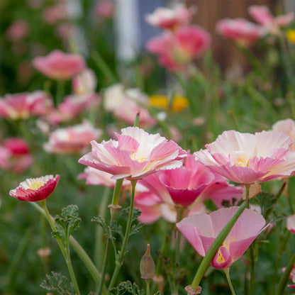 Poppy (Californian) Frilled Rose