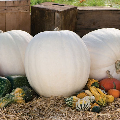 Little Growers Pumpkin Polar Bear