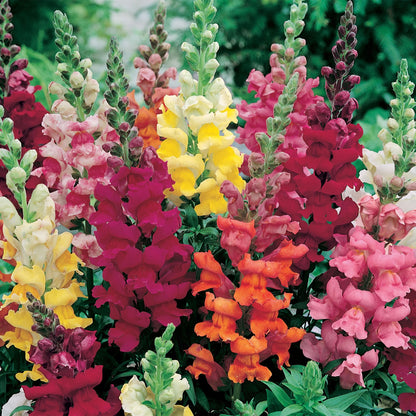 Little Growers Antirrhinum Snapdragon