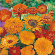 Unwins Sea of Orange Mixed Annuals