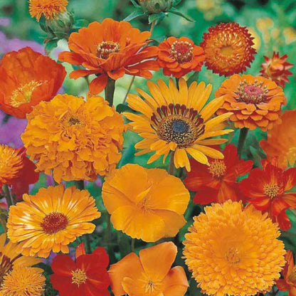 Unwins Sea of Orange Mixed Annuals