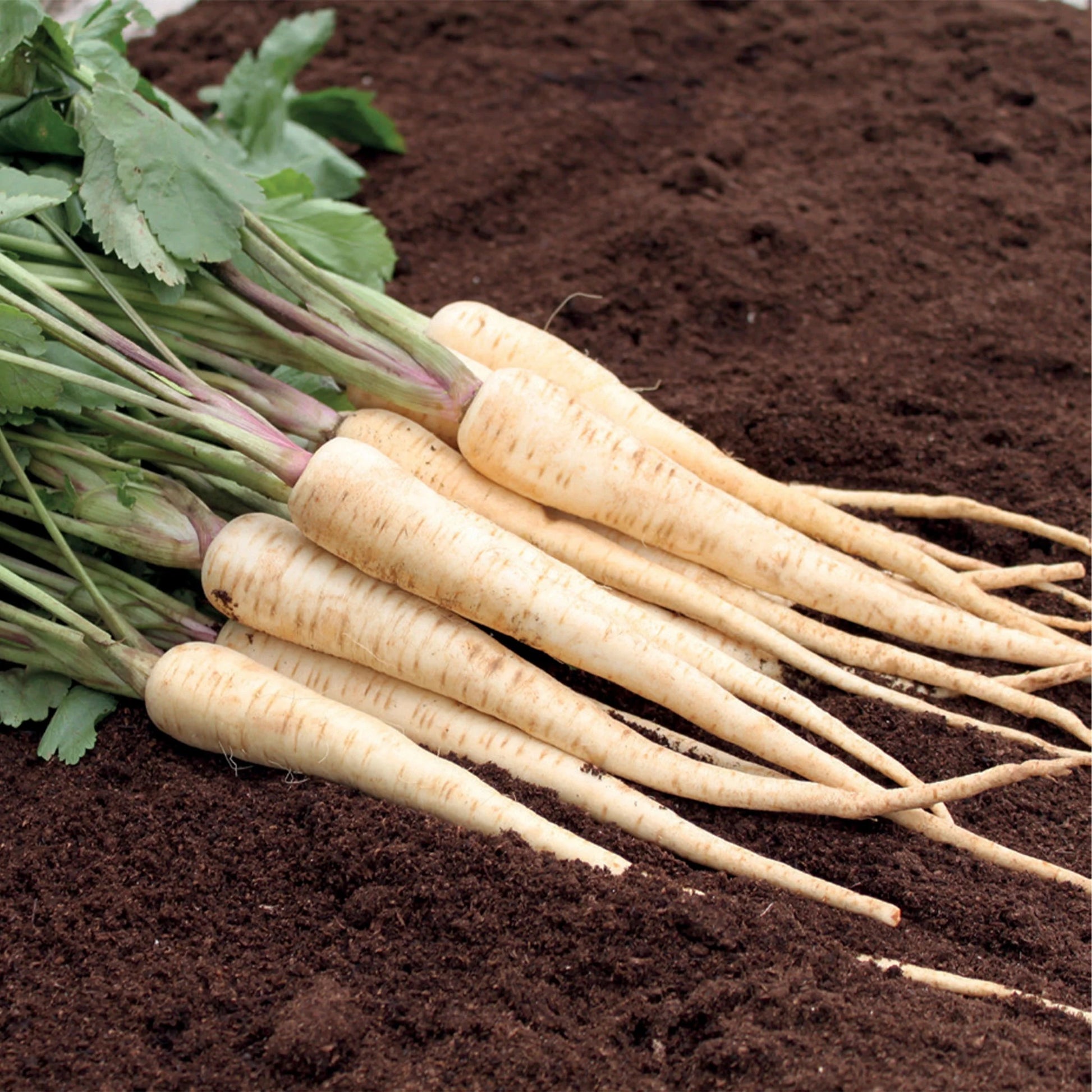 Parsnip Pearl F1 AGM