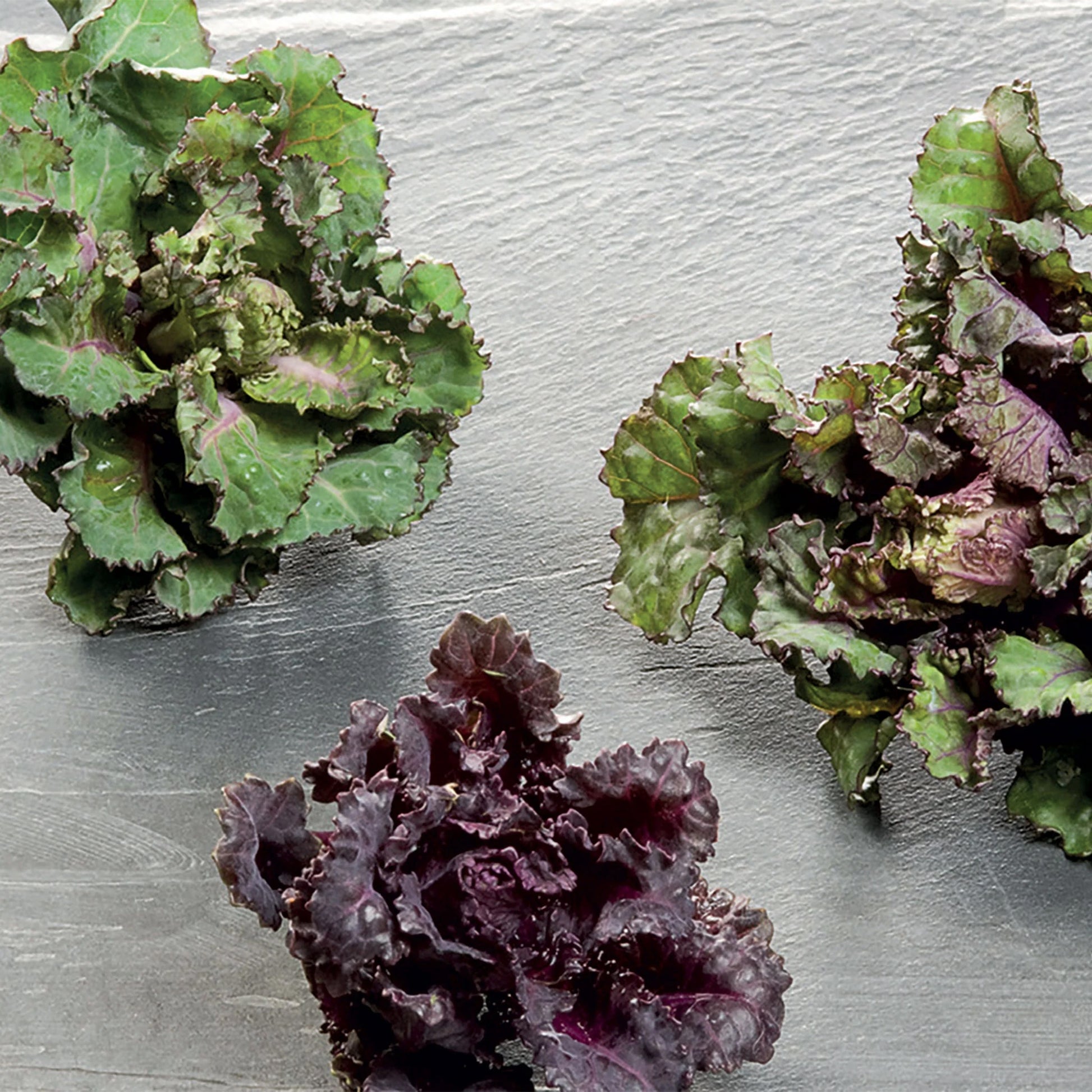 Brussels Sprout Kalettes Garden Mix