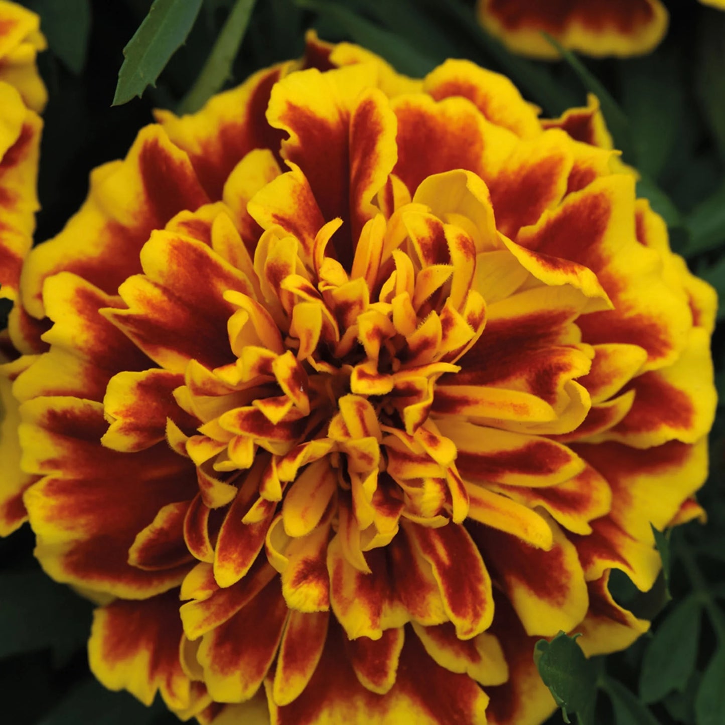 Marigold (French) Bonanza Bee