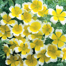 Little Growers Poached Egg Flower Sunnyside