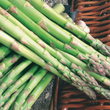 Asparagus Connover's Colossal