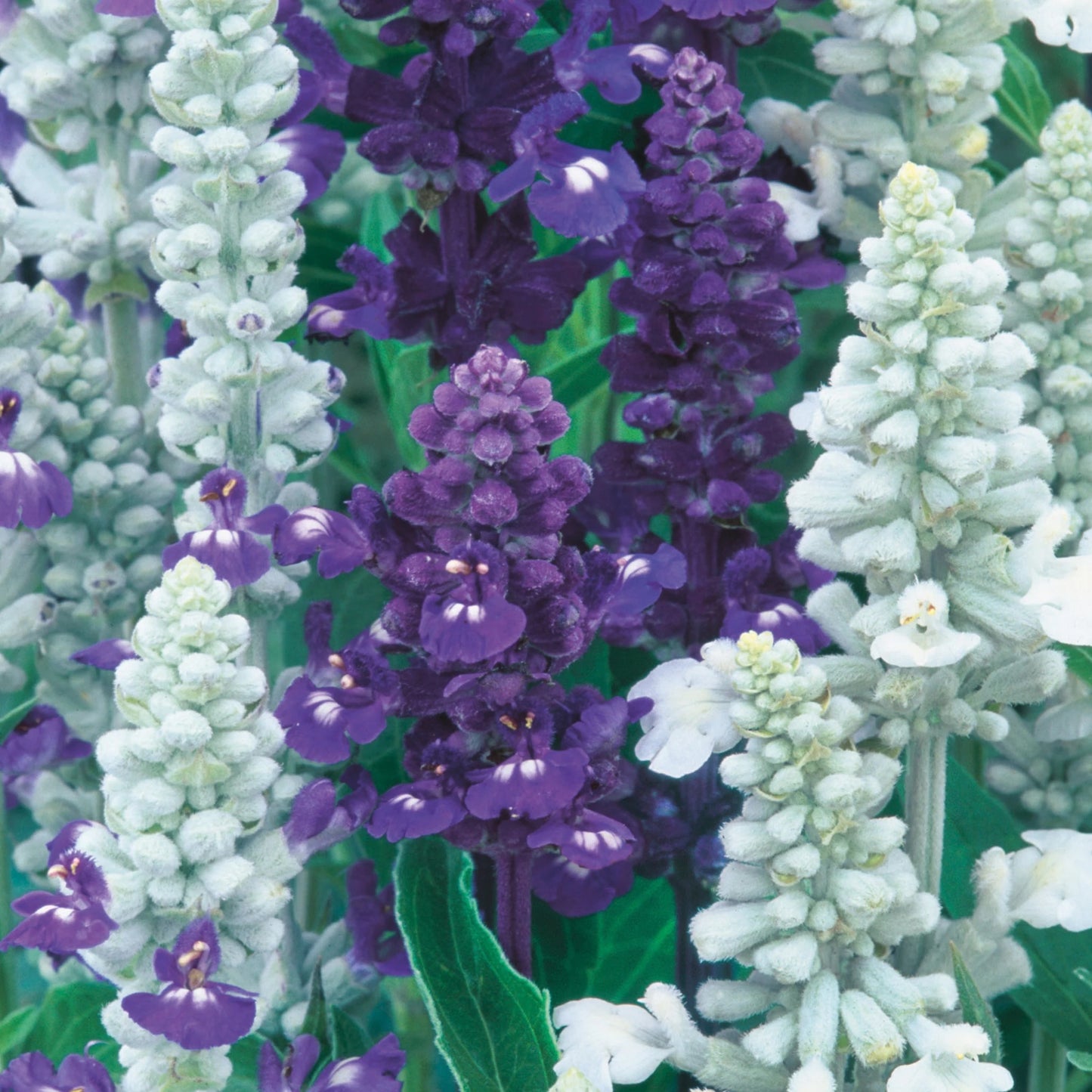 Salvia Wedgewood Blend