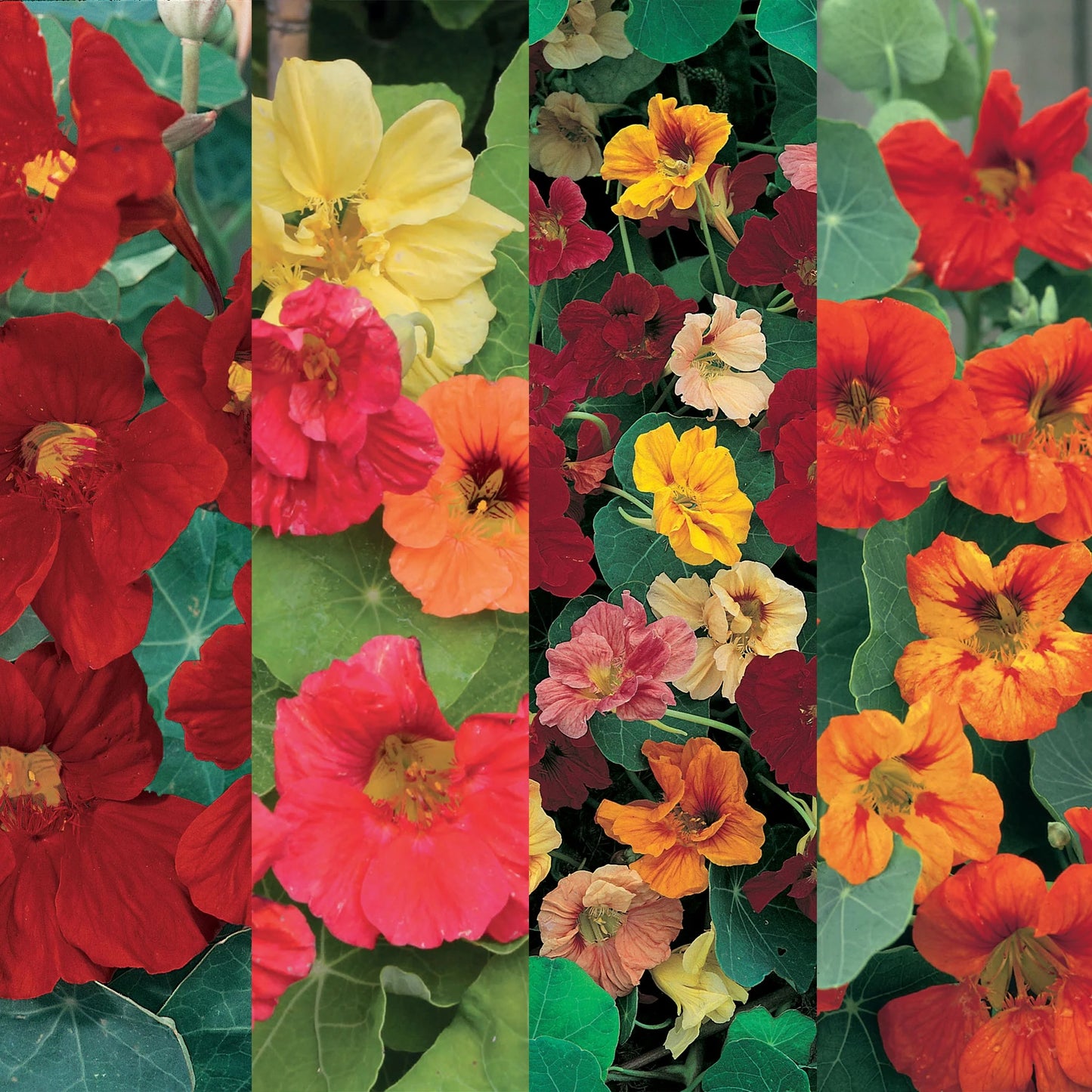 Nasturtium 4 in 1 Collection Pack
