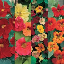 Nasturtium 4 in 1 Collection Pack