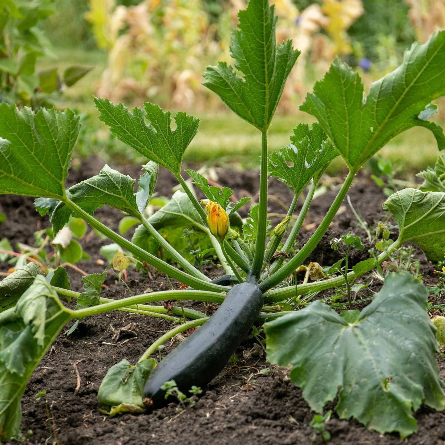 Courgette Firenze F1