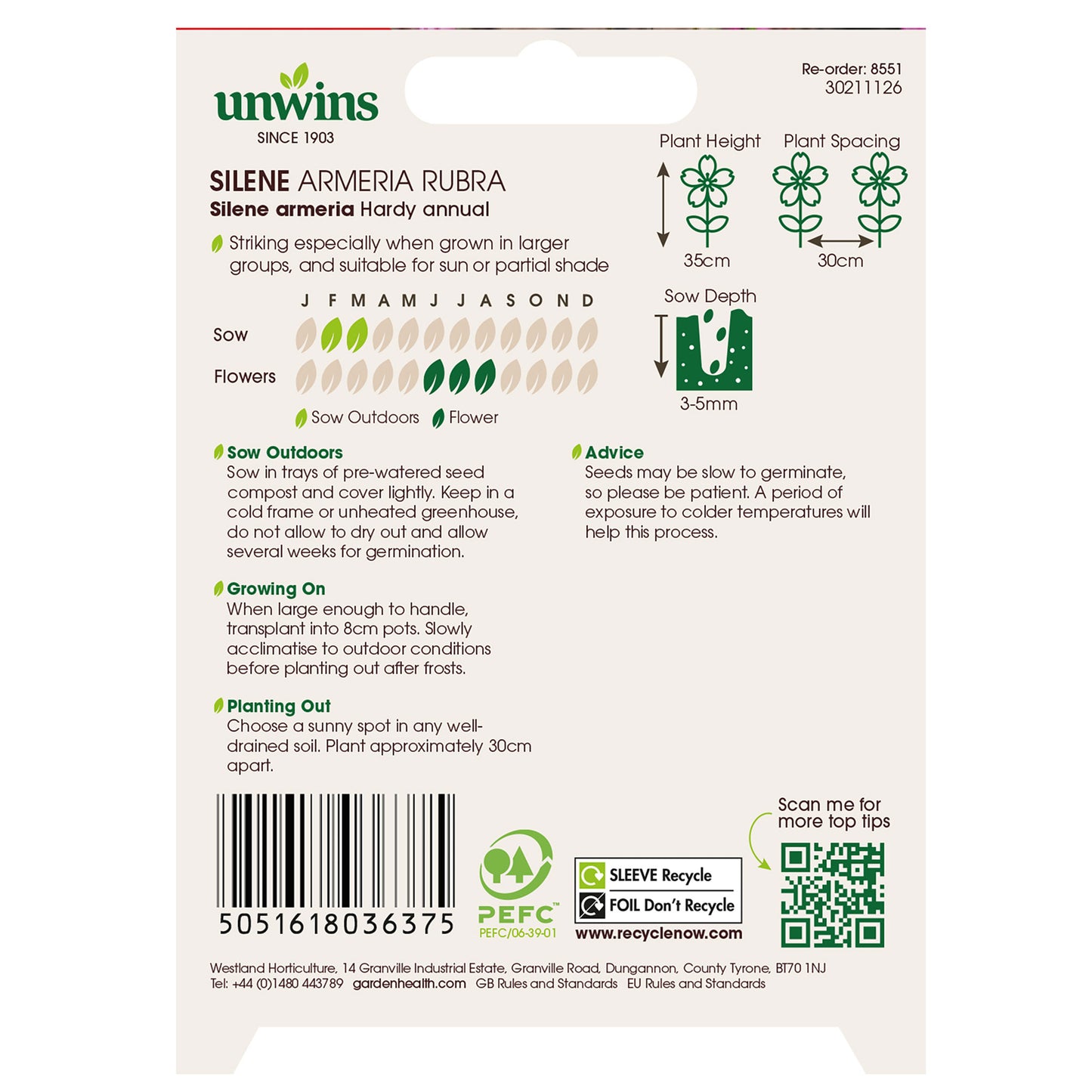 Silene Armeria Rubra