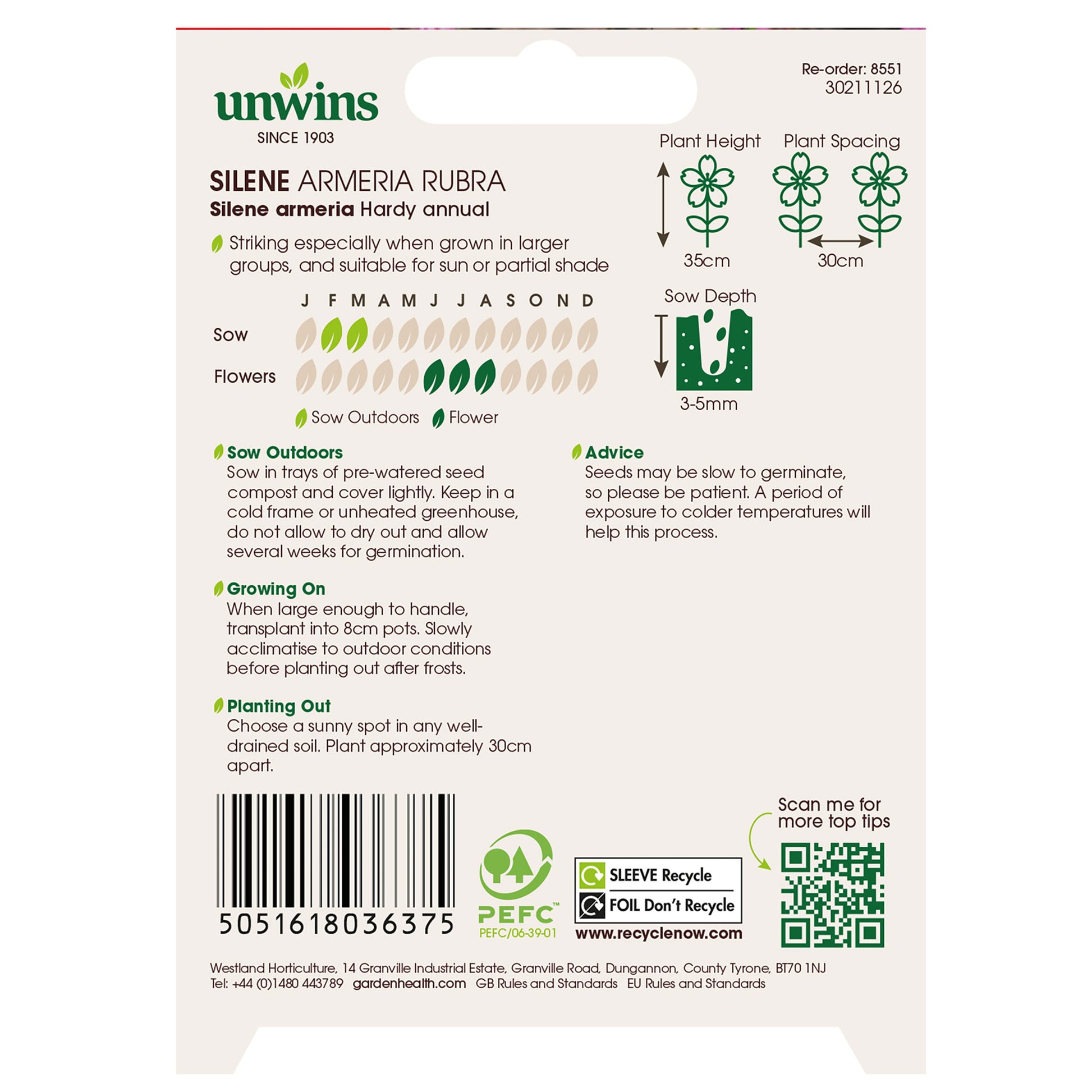 Silene Armeria Rubra