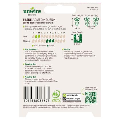 Silene Armeria Rubra