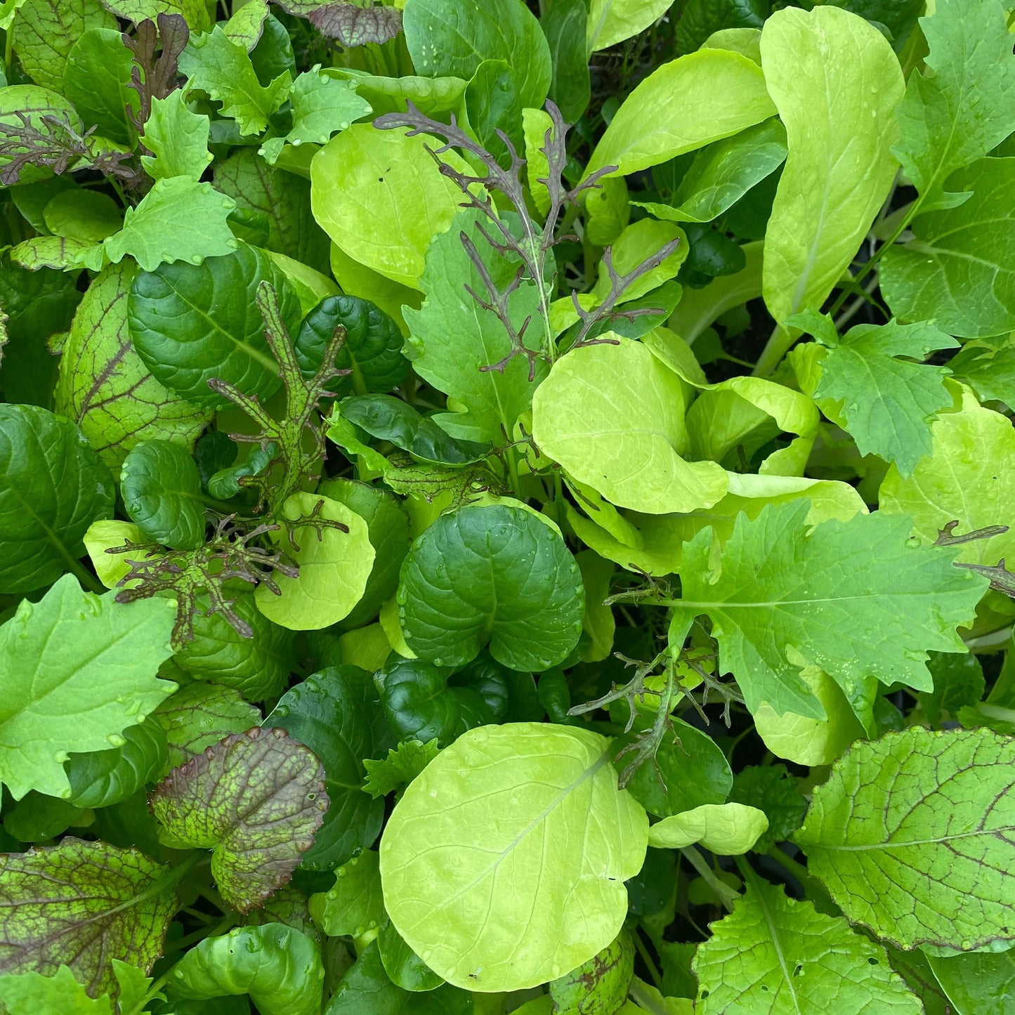 Salad Leaf Spicy Mix