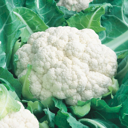 Unwins Brassica Family Seed Bundle