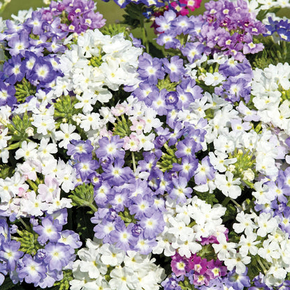Verbena Scentsation Mix