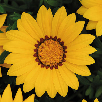 Gazania Daybreak XP Yellow