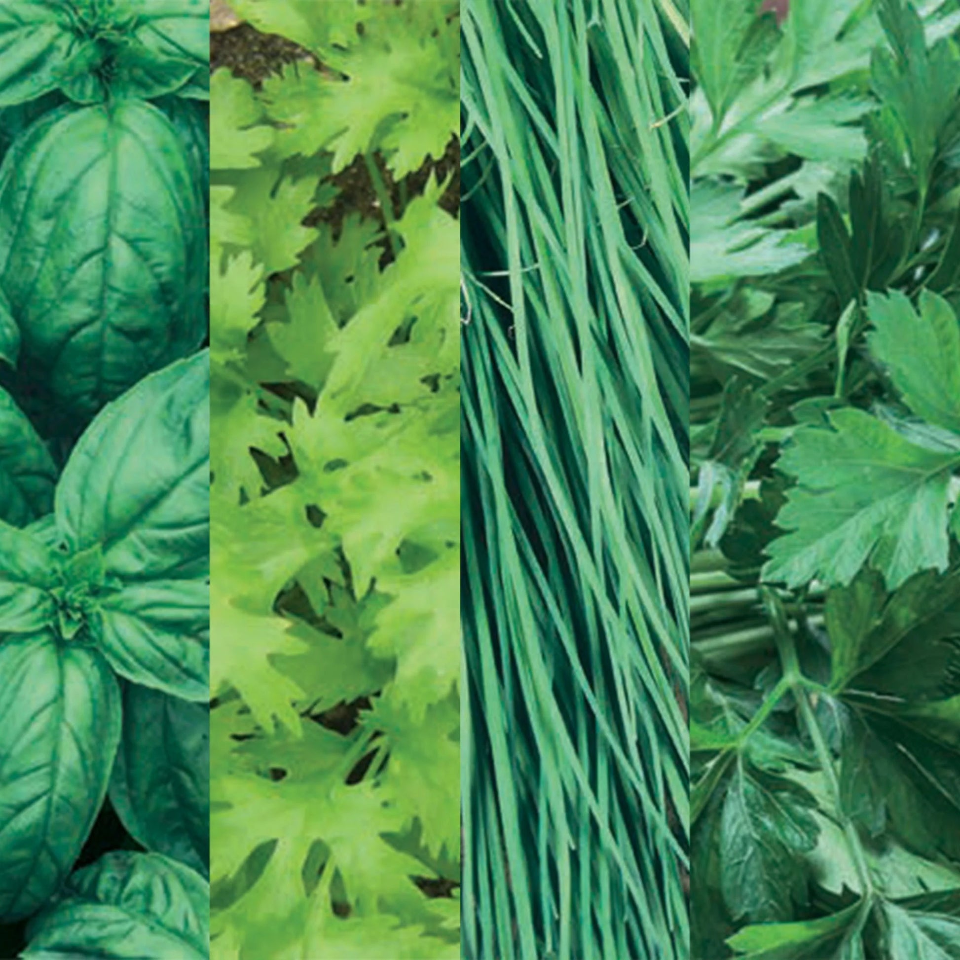 Herb Collection Pack