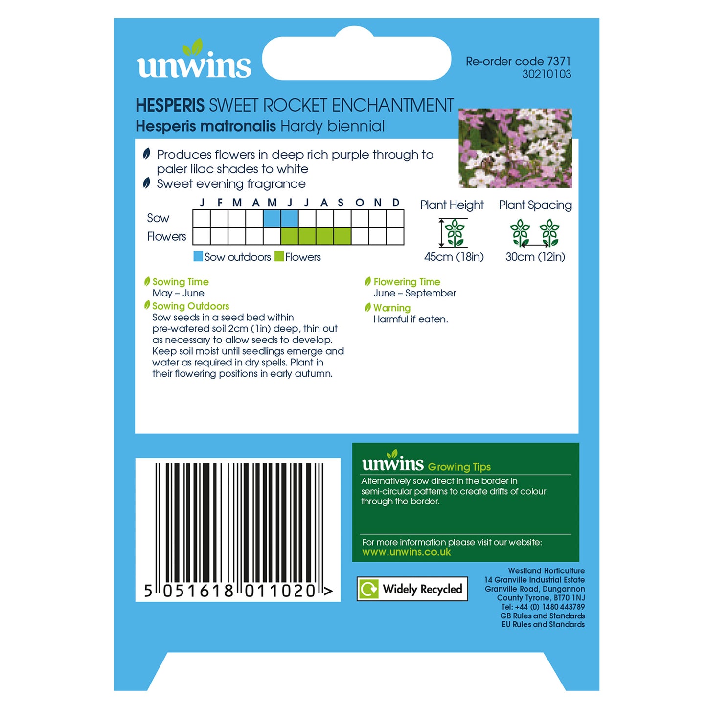 Hesperis Sweet Rocket Enchantment