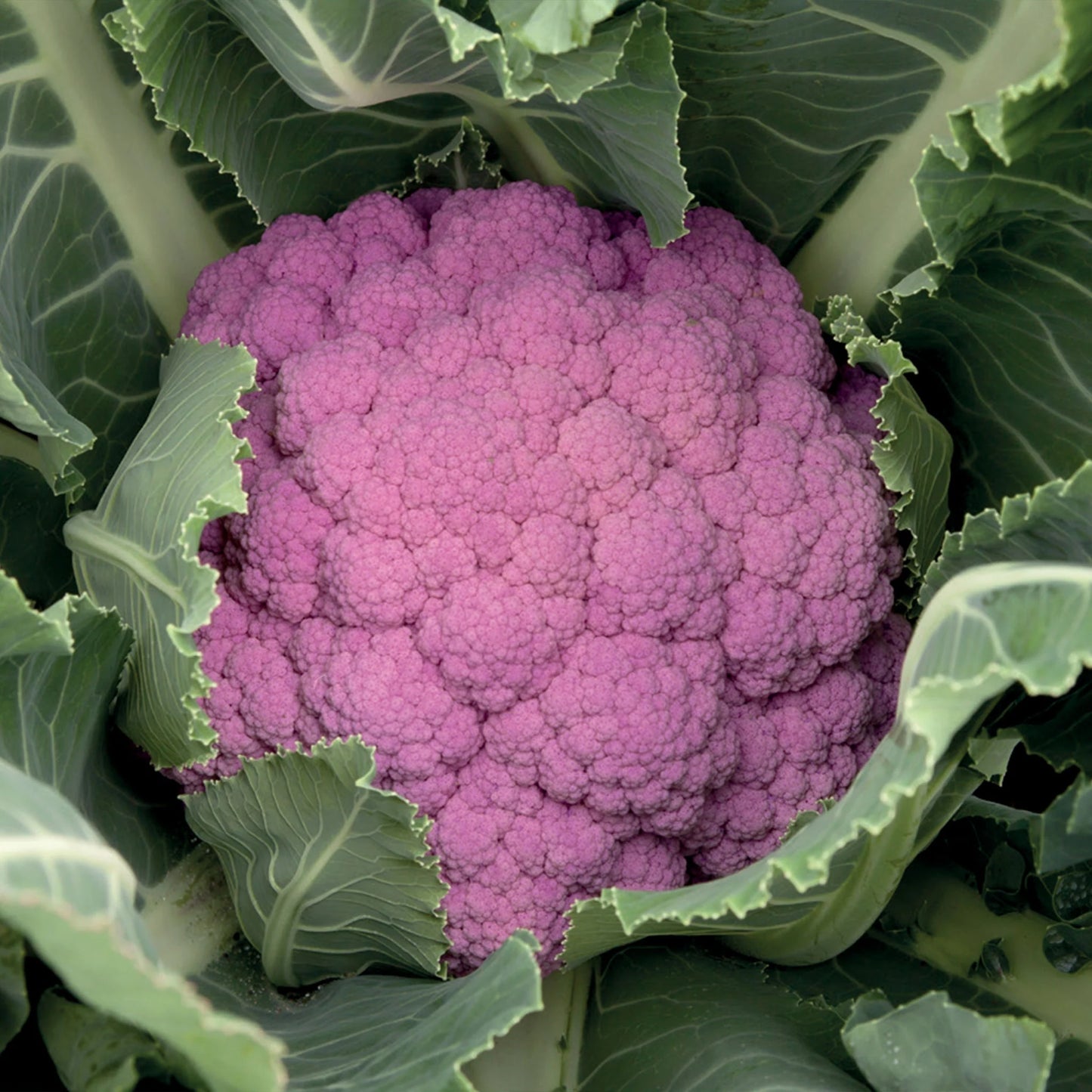 Cauliflower Depurple F1