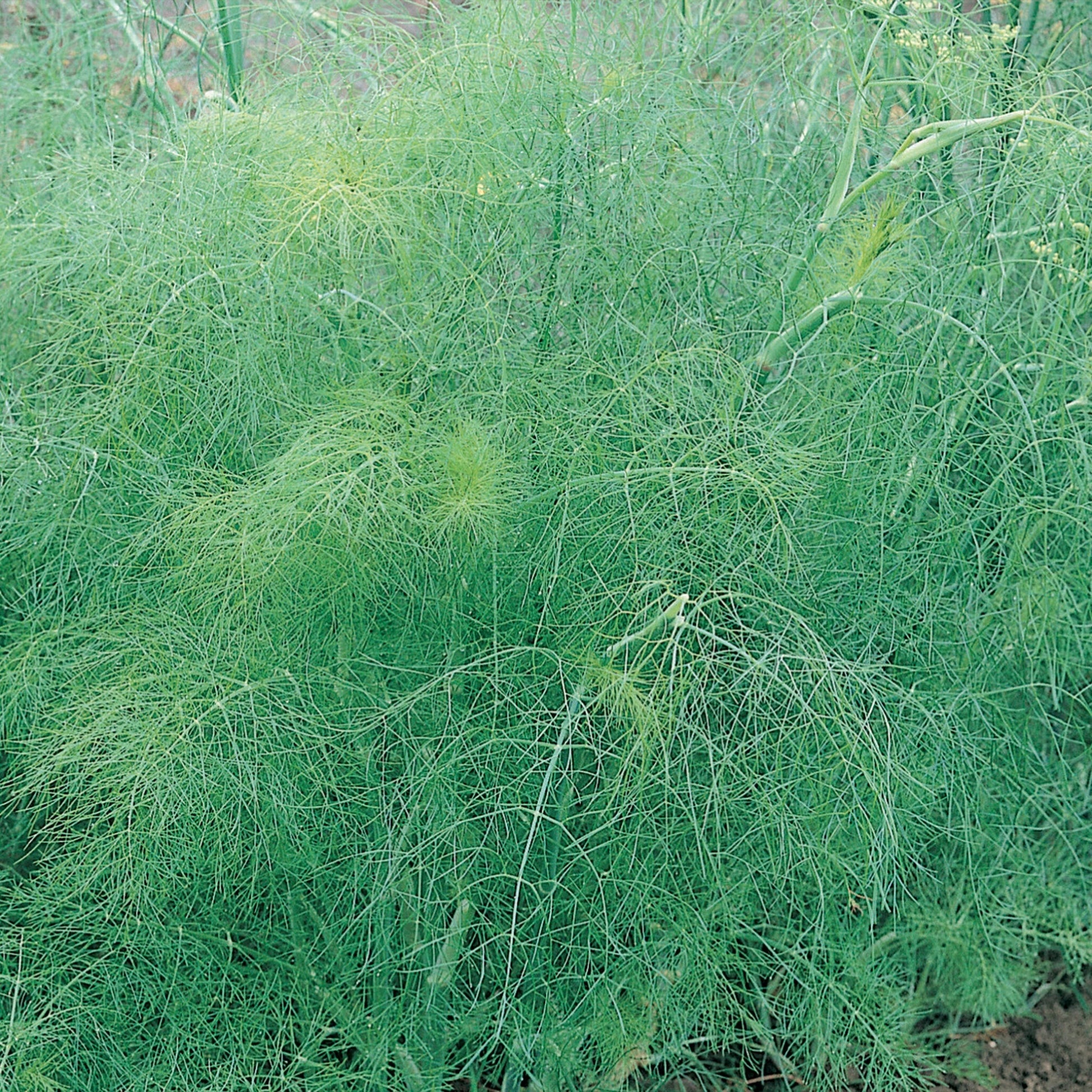 Herb Fennel