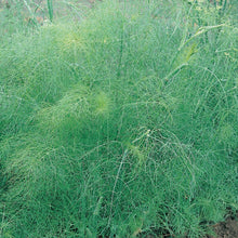 Herb Fennel