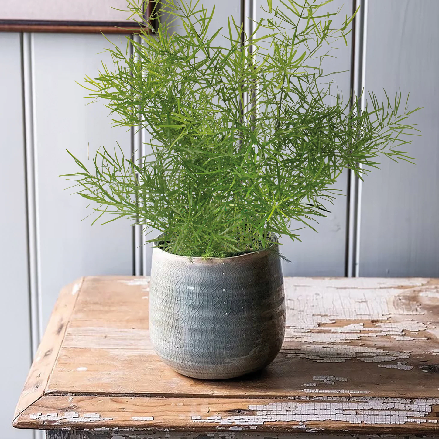 Unwins Seeds - Houseplant