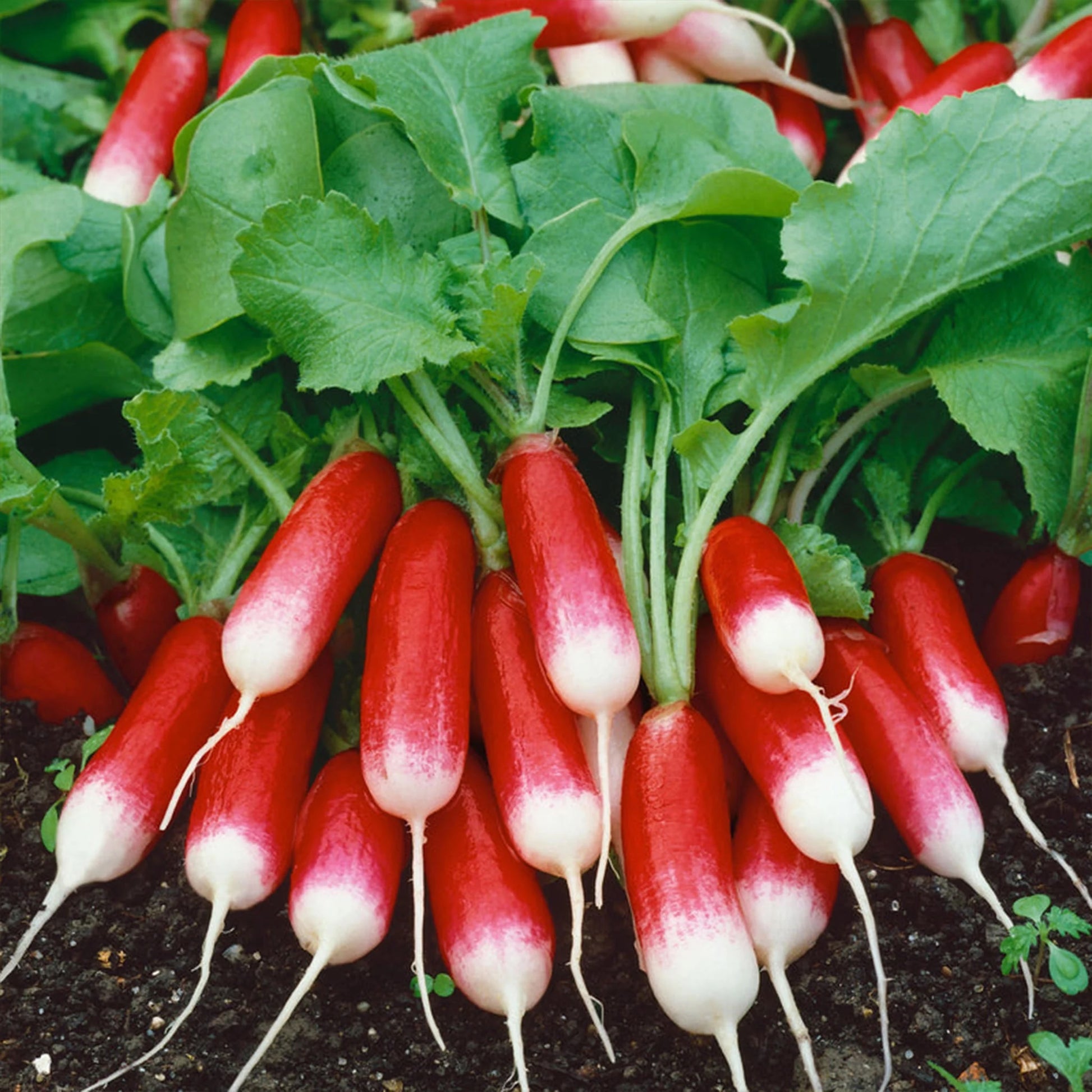 Radish French Breakfast 3