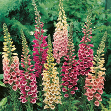 Unwins Cottage Flower Seed Bundle