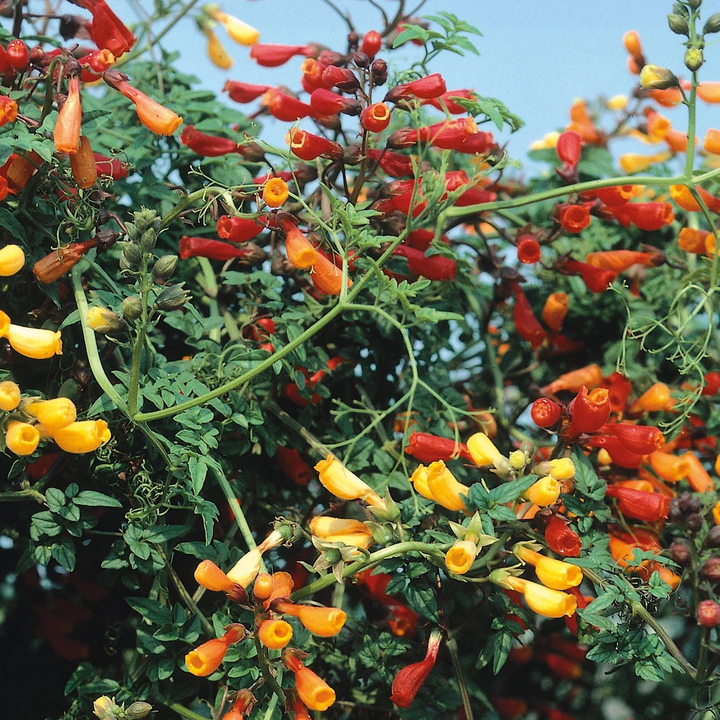 Eccremocarpus Fireworks