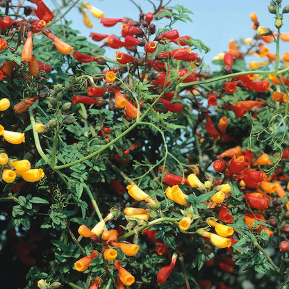 Eccremocarpus Fireworks