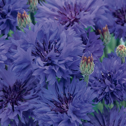 NH Cornflower