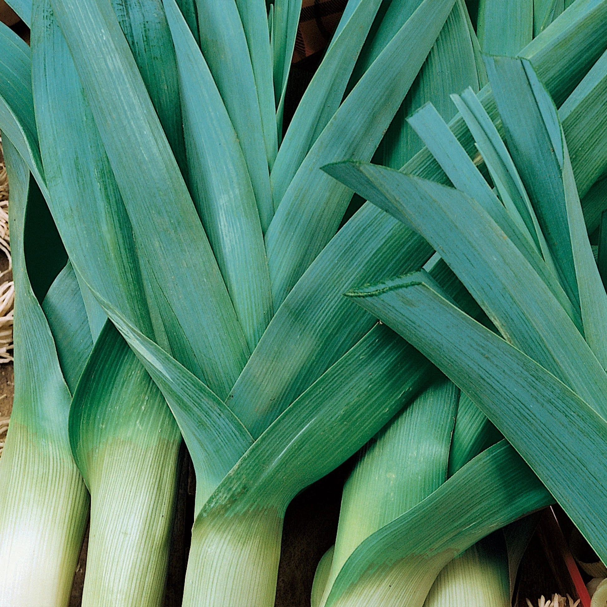 Unwins Seeds - Organic